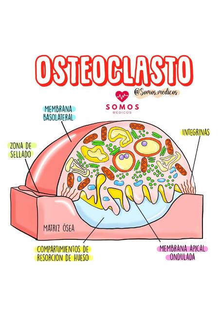 Osteoclasto