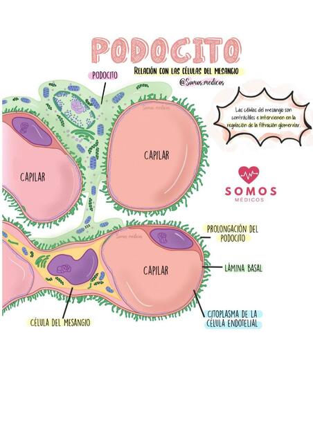 Podocito
