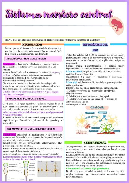 Desarrollo del Sistema Nervioso Central