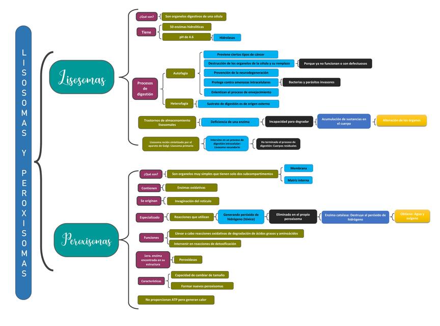 Lisosomas y Peroxisomas