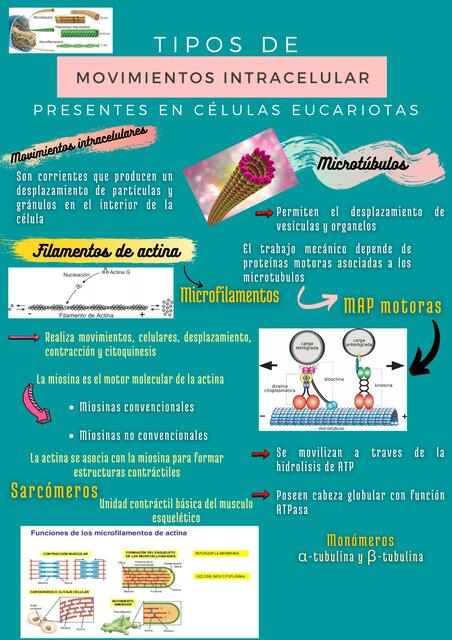 Tipos de Movimientos Intracelular