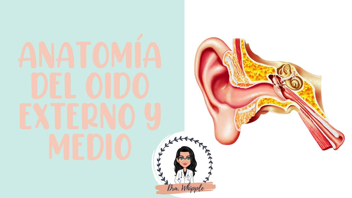 Anatomía del oído externo y medio