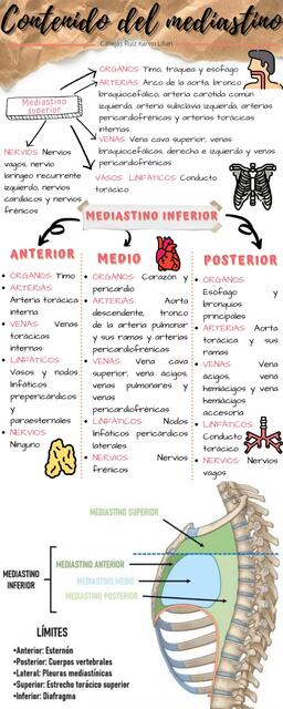  Contenido del Mediastino