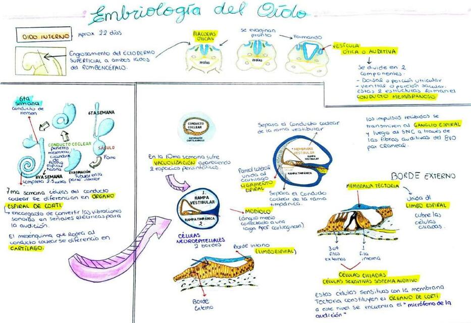 Embriología del Oído 