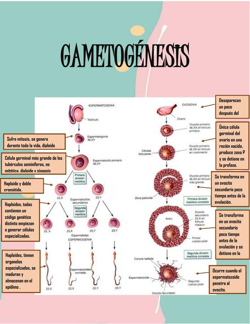 Gametogénesis 