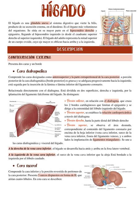 Anatomía del hígado