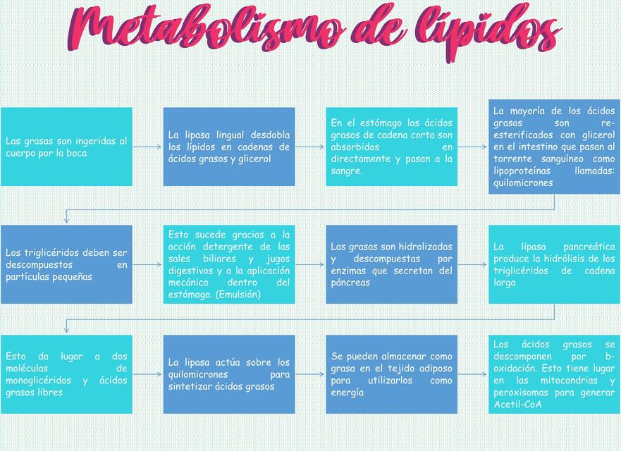 Metabolismo de lípidosmapa