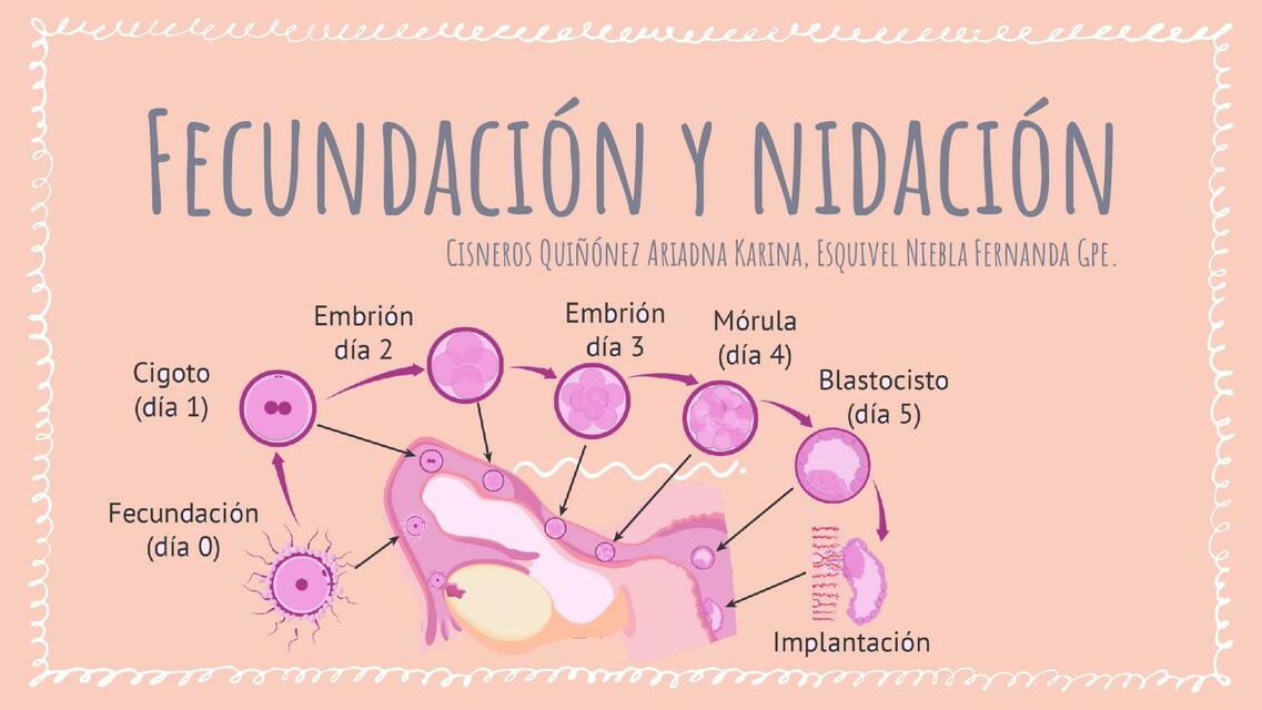 Fecundación y nidación