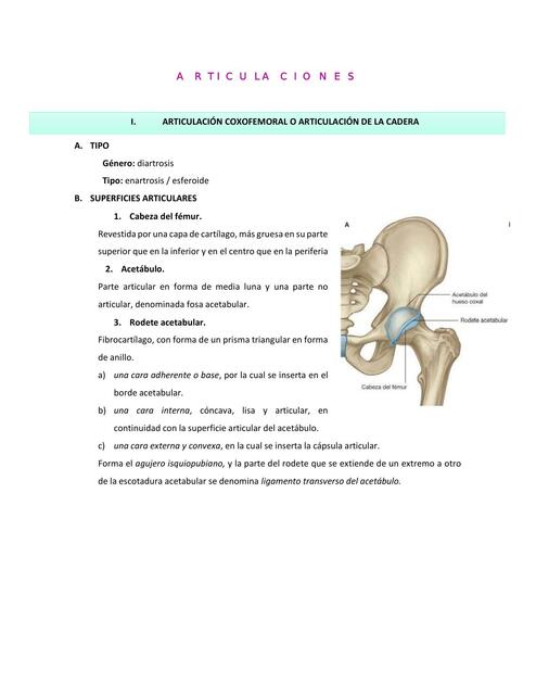 Articulaciones Miembro Inferior