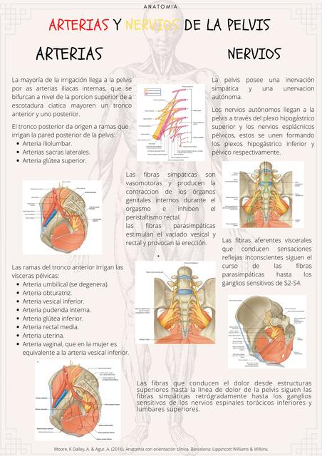 Arterias y Nervios de la Pelvis