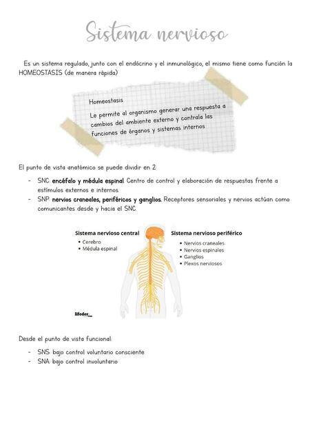 Sistema Nervioso