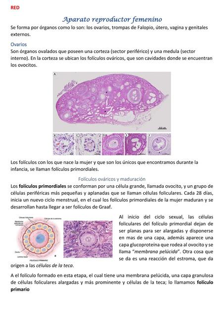 Fecundación y primeras semanas