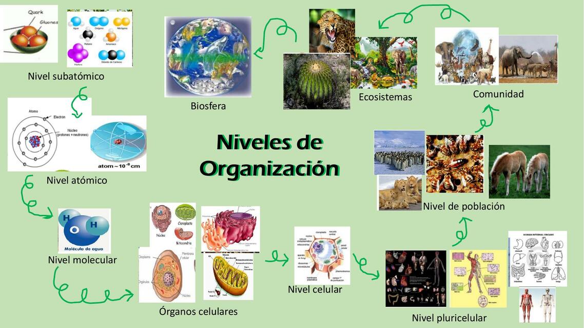 Niveles de Organización