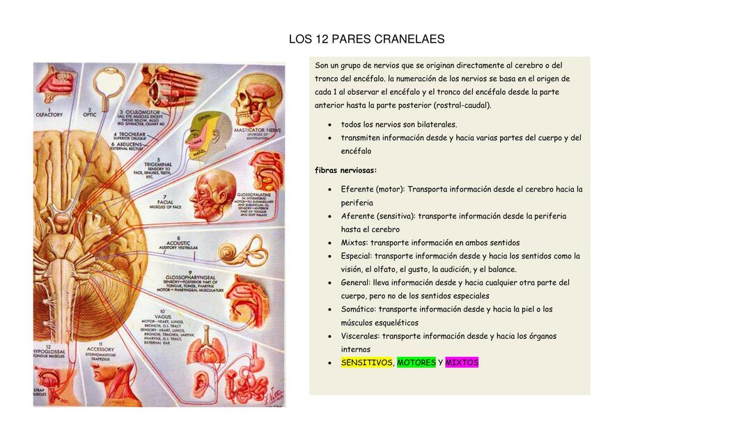 Los 12 Pares Craneales 