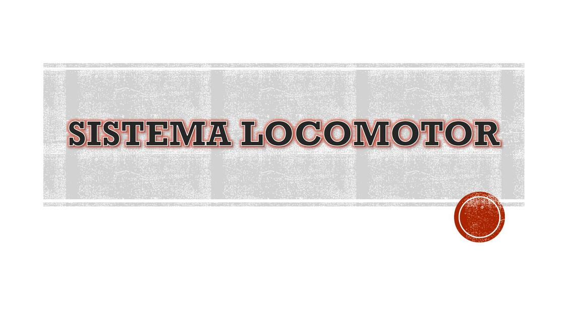 Sistema Locomotor