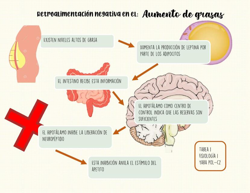 Aumento de grasas 