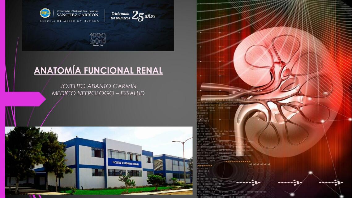 Anatomía Funcional Renal