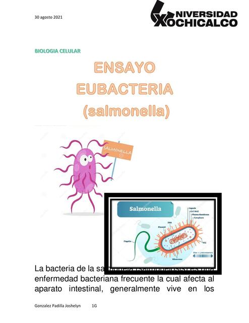 Eubacteria- Salmonella 