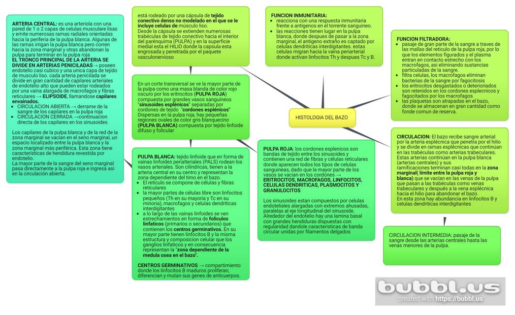 Histología de Bazo 