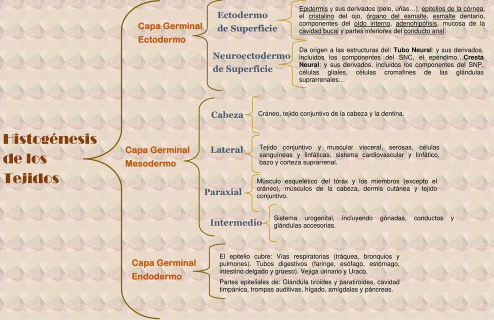 Histogénesis de los Tejidos