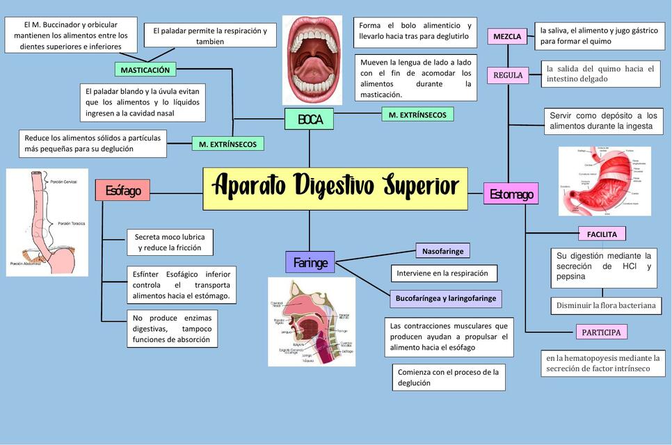 Funciones Del Sistema Digestivo