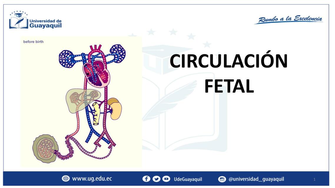 Circulación Fetal 