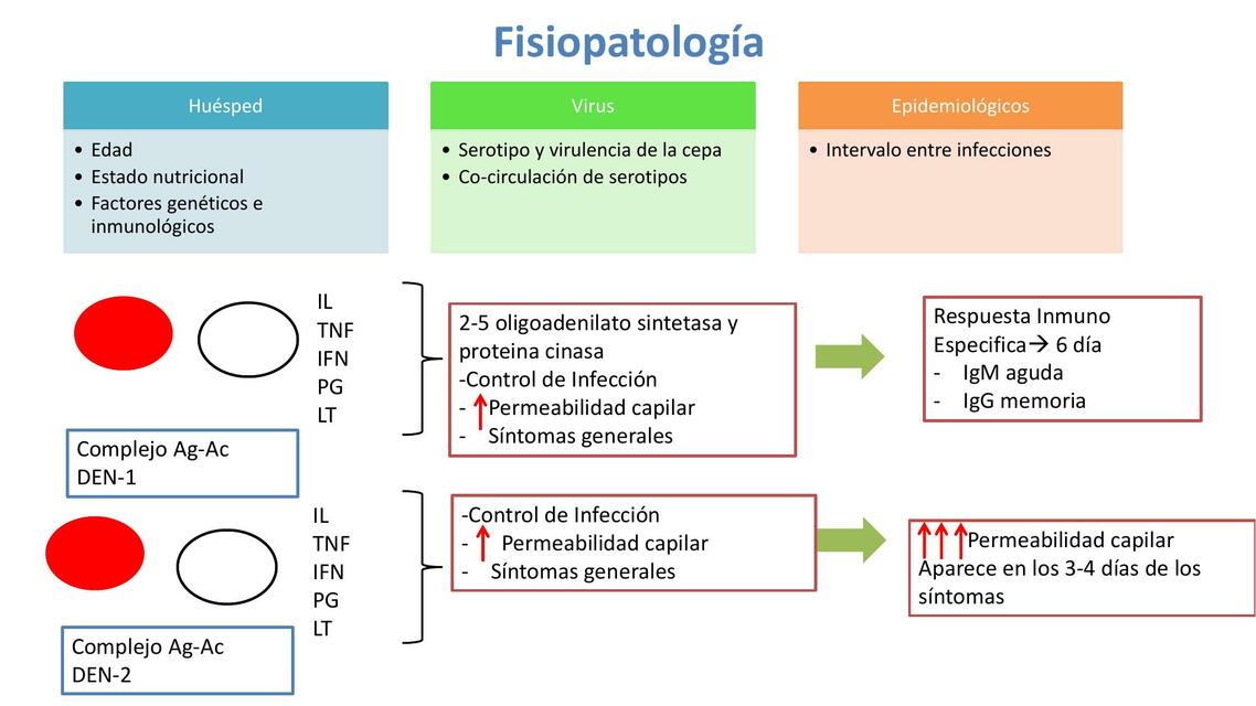 Dengue y Fisiopatología