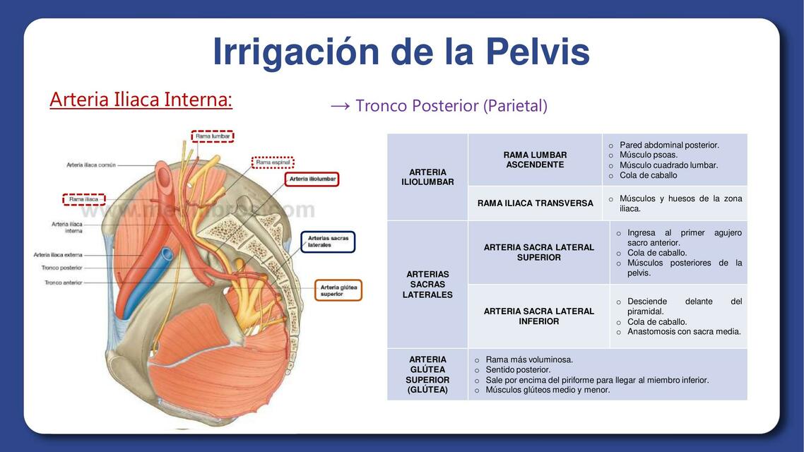 arteria pudenda interna