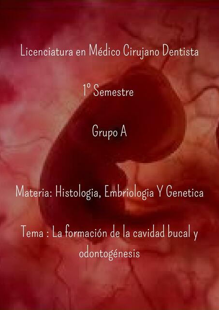 La formación de la cavidad bucal y odontogénesis