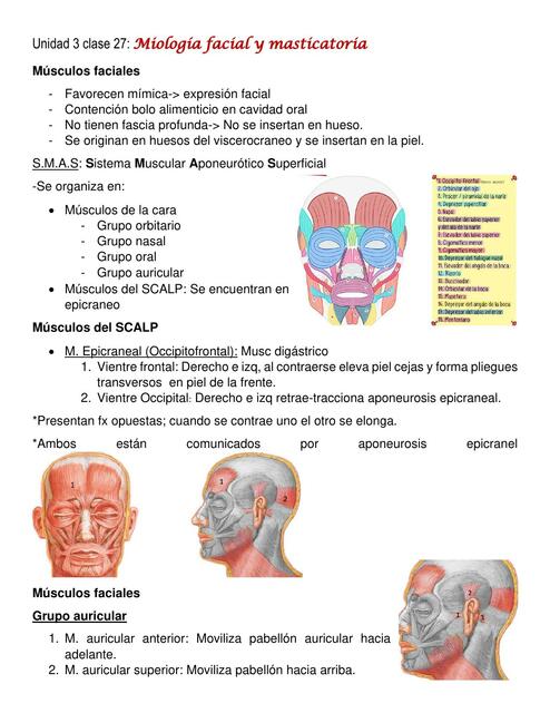 Miología Facial y Masticatoria