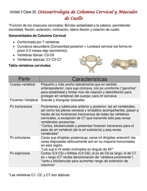 Osteartrología columna y miología cuello