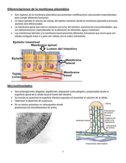 Diferenciaciones de Membrana 