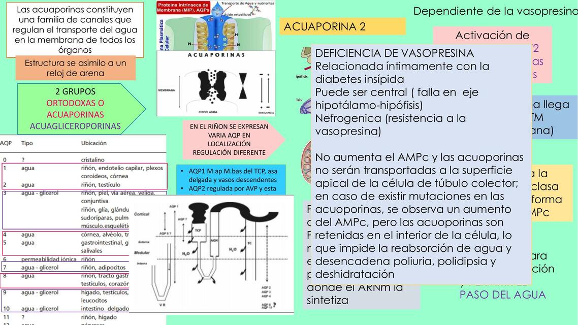 Acuaporina