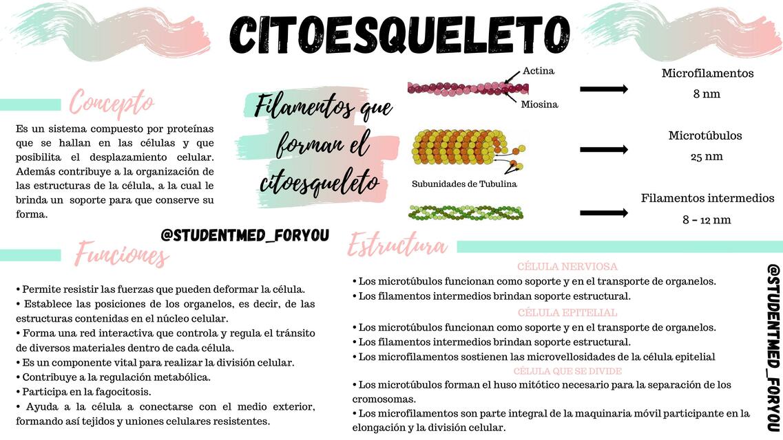 Citoesqueleto 