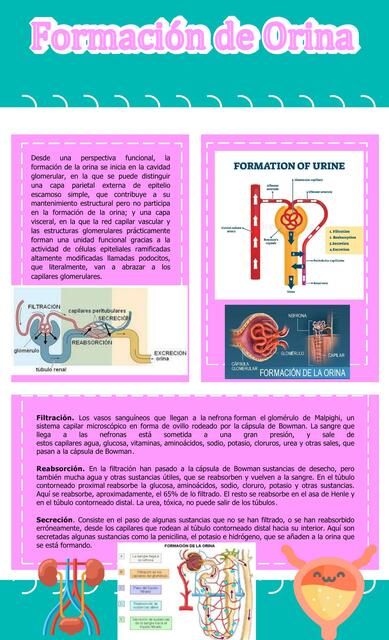 Formacion de orina