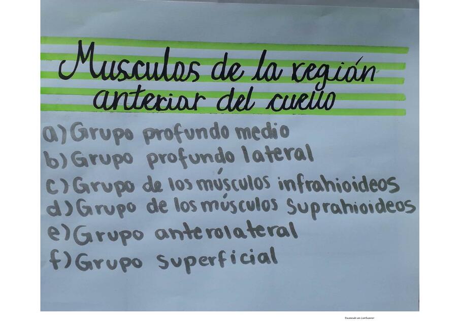 Músculos del Cuello