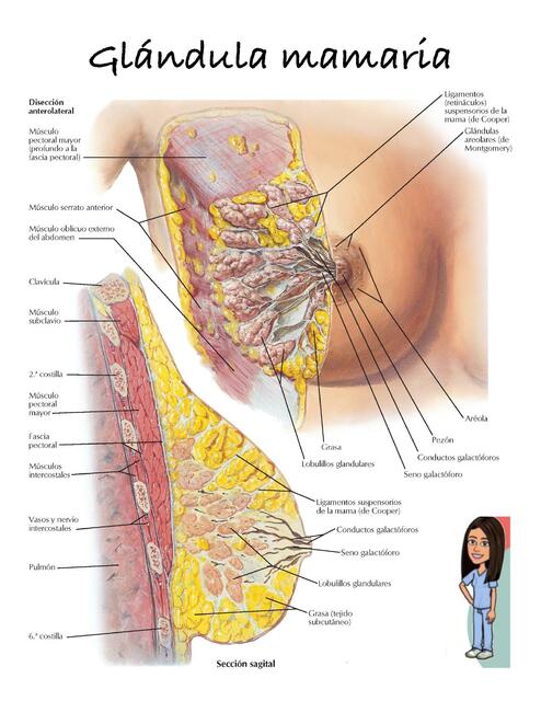 Dibujo Glándula mamaria