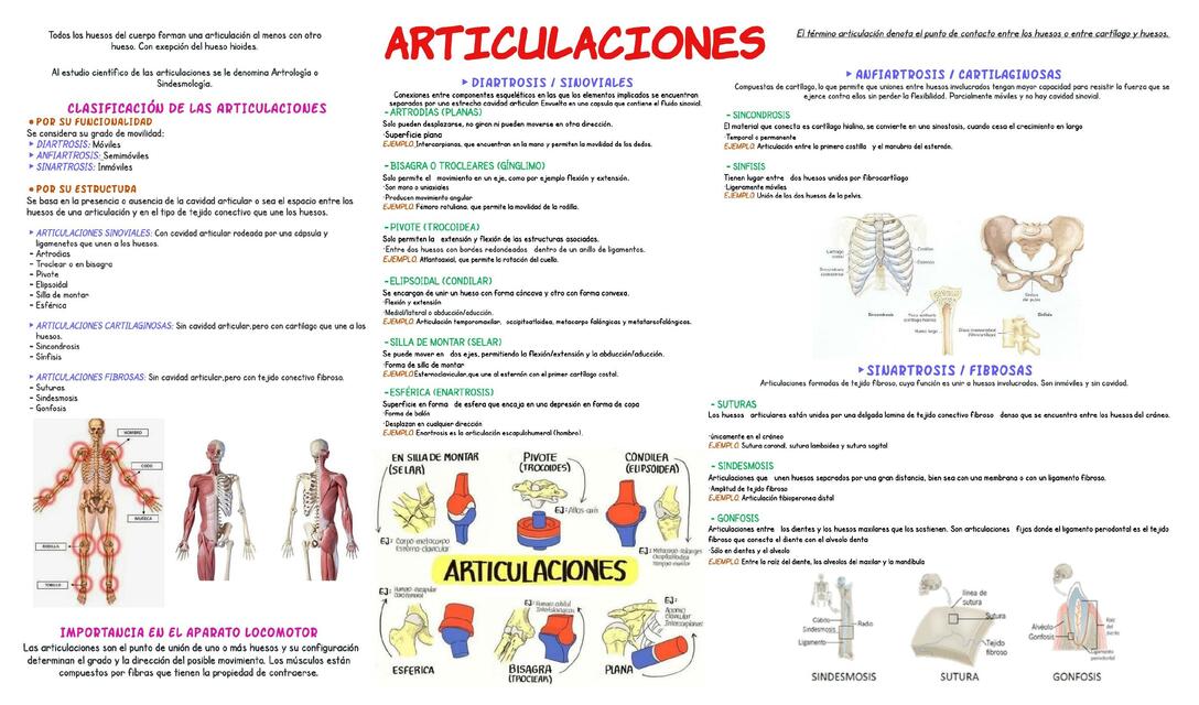 Tipos de Articulaciones