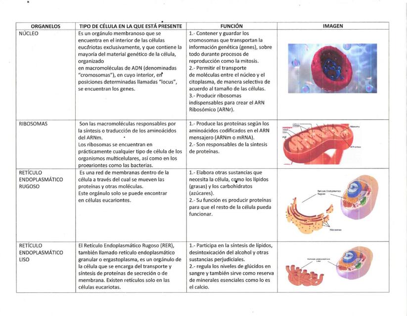 Estructura y Función Celular 