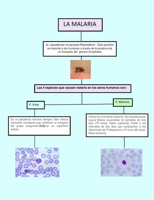 La Malaria