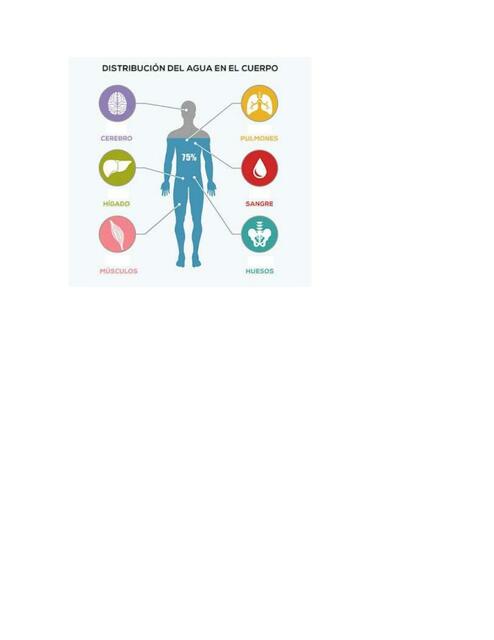 Distribución del Agua en el Cuerpo 