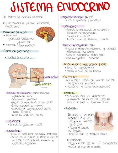 Sistema Endocrino