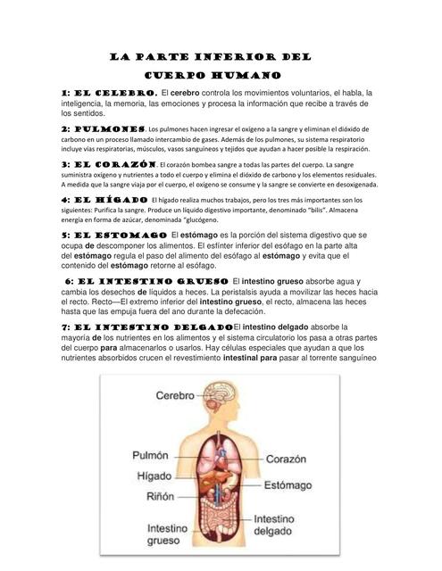 Parte Inferior del Cuerpo Humano