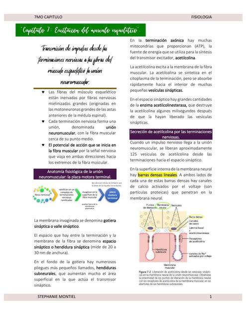 Excitación del Musculo Esquelético 