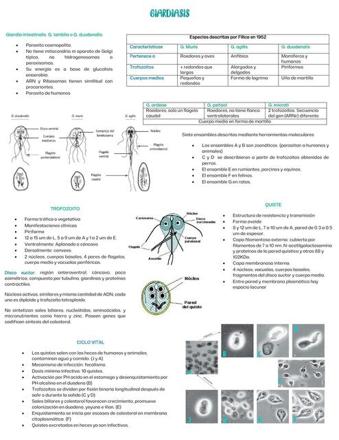 Giardiasis