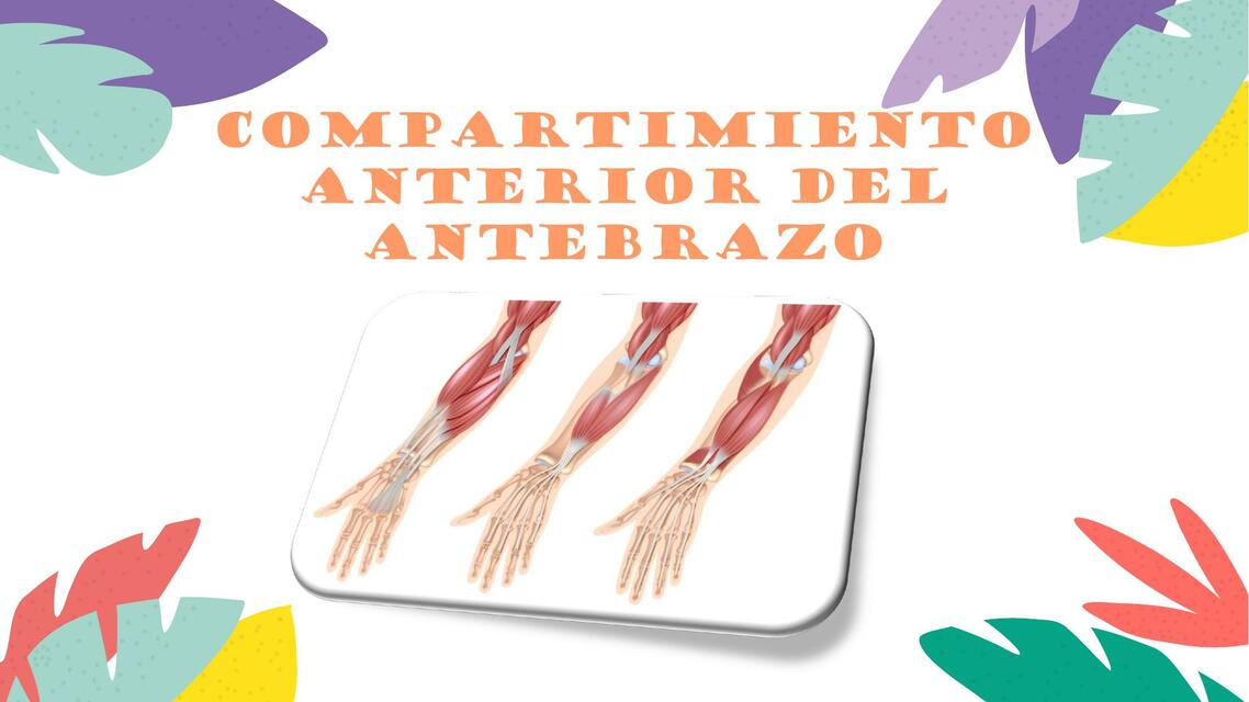 Compartimiento Anterior del Antebrazo 