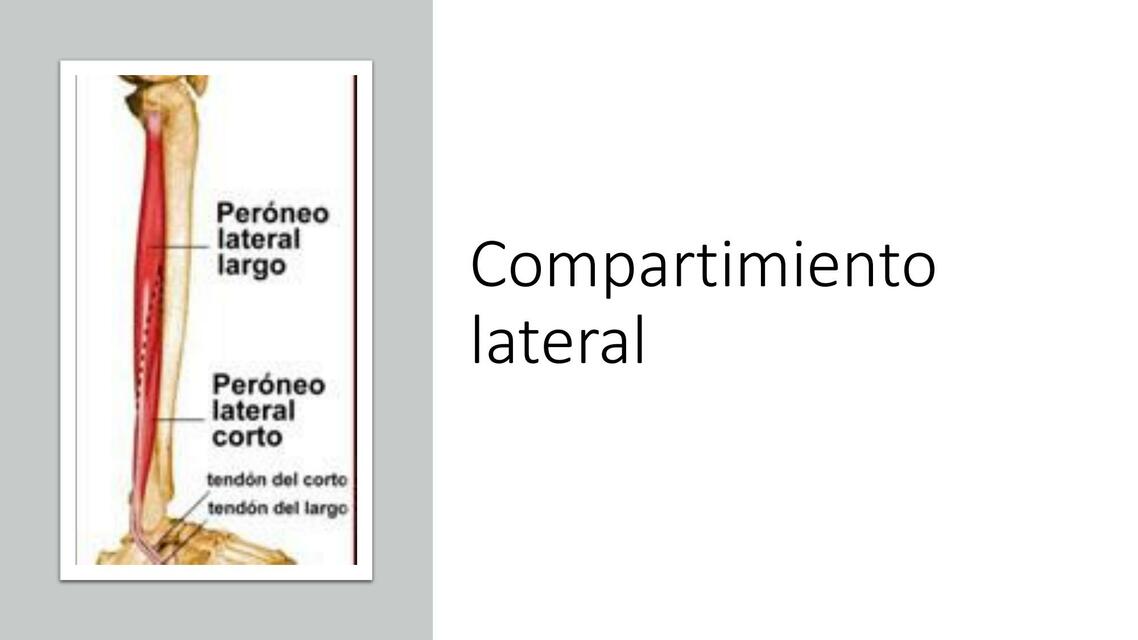 Compartimento Lateral