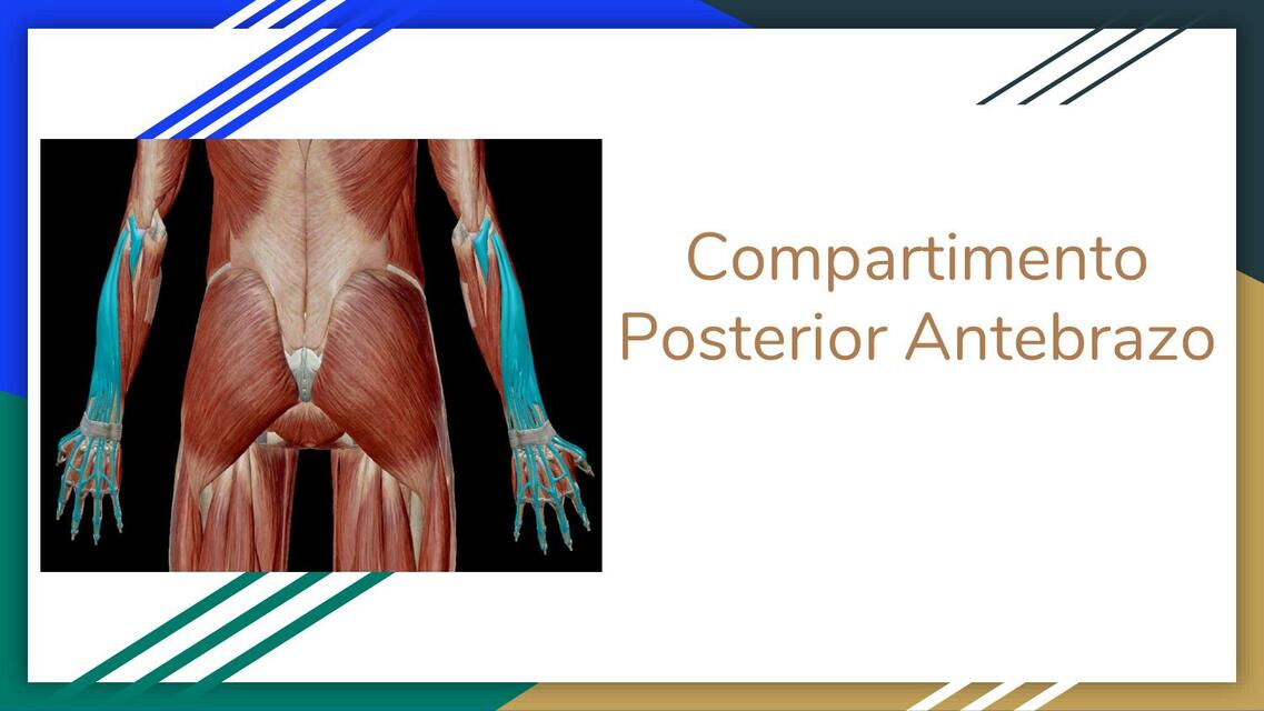 Compartimiento Posterior del Antebrazo