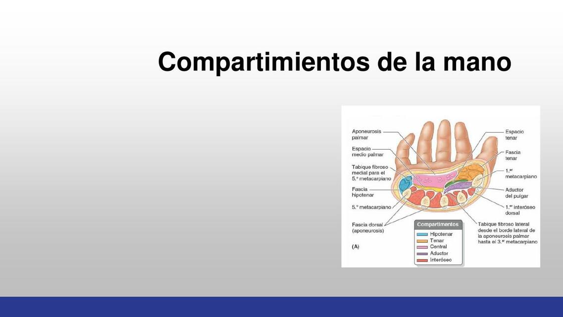 Compartimientos de la Mano