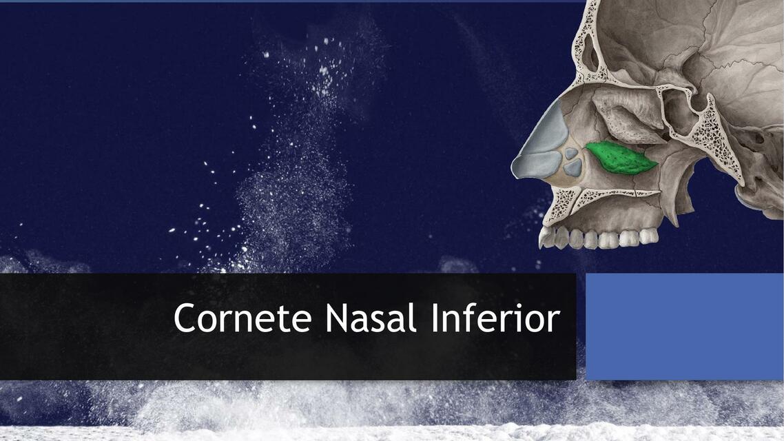 Cornete Nasal Inferior